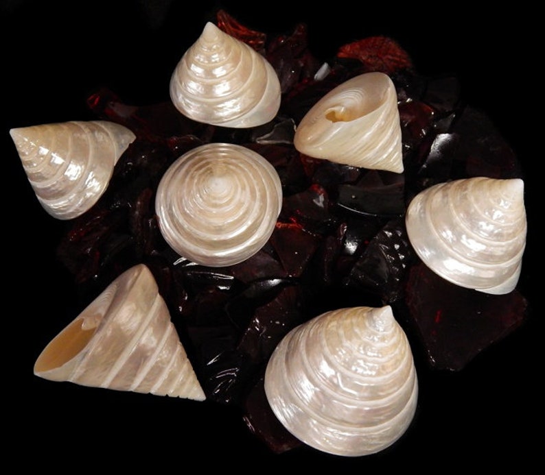 Pearlized Silver Troca I 2.5 Inches Silver Troca I Polished Shells I Stunning Collectible Seashells I Craft Shells I Silver Troca Shell