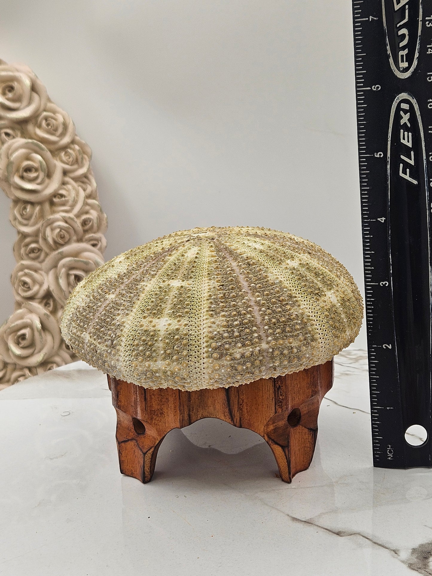 5" Giant Sea Urchin Mounted Coastal Ambient Lighting