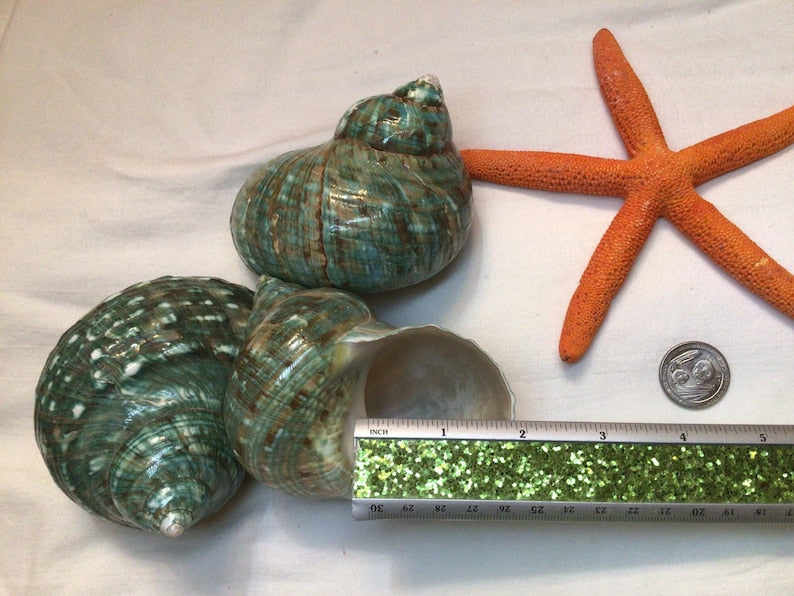 Jade Top Polished Turbo Shell I Turbo Seashell I Jade Turbo Polished Shells I Hermit Crab Shells
