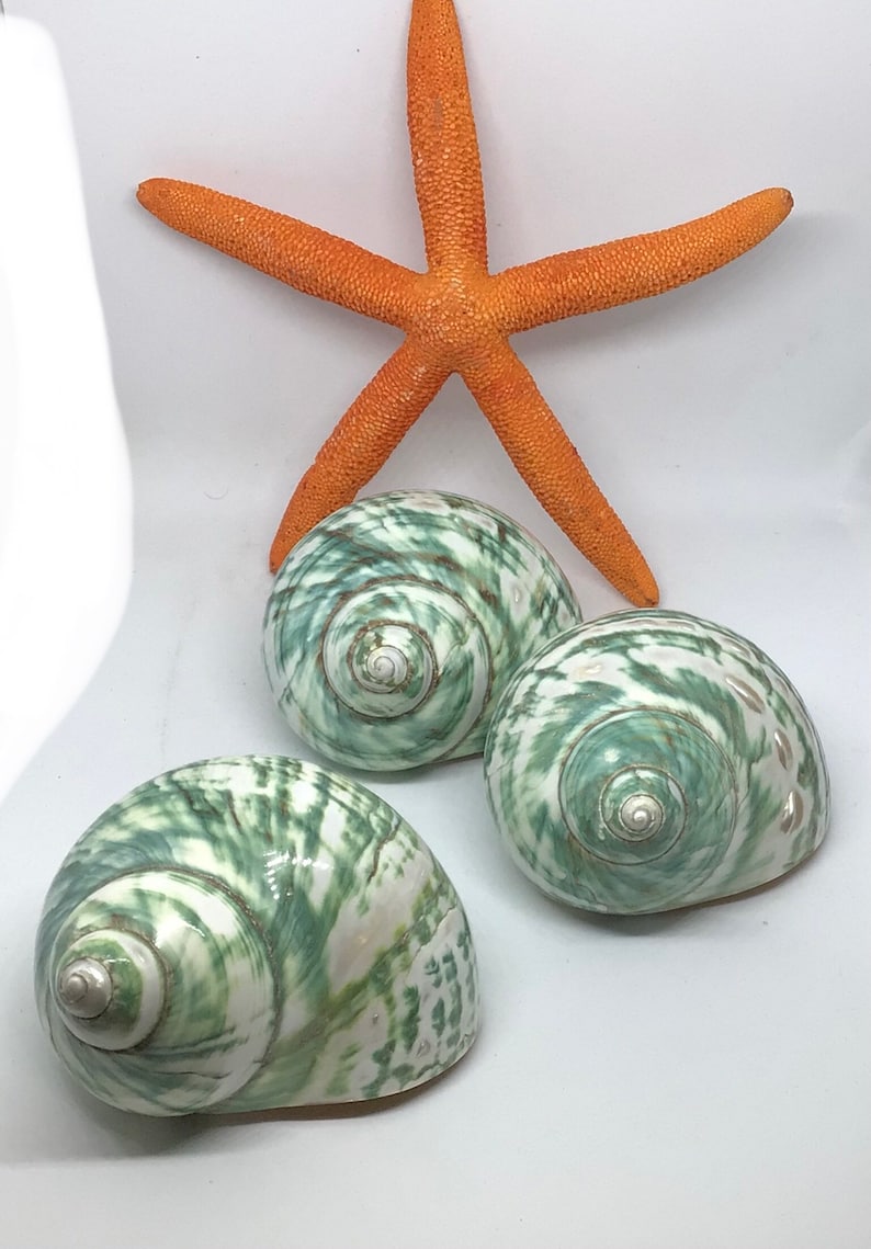 Jade Top Polished Turbo Shell I Turbo Seashell I Jade Turbo Polished Shells I Hermit Crab Shells