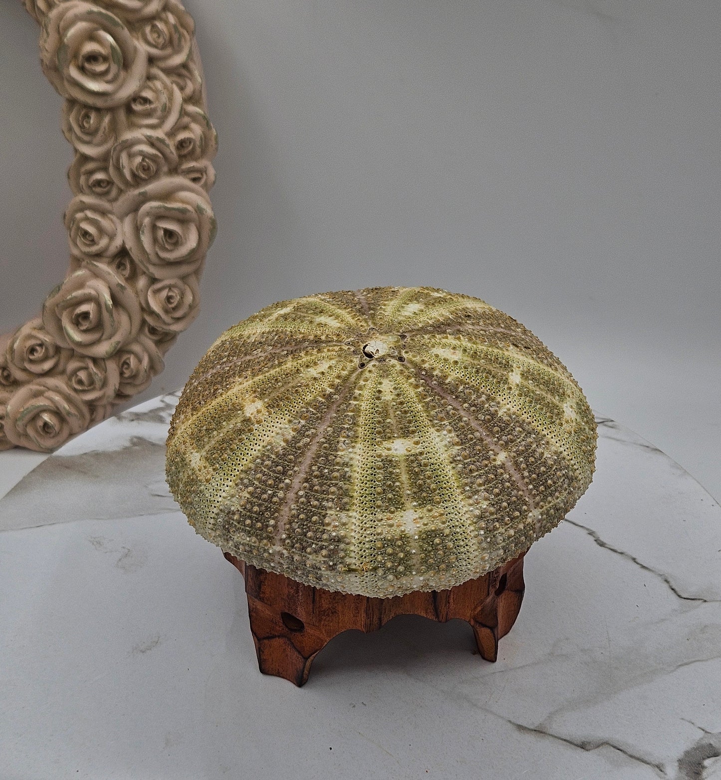 5" Giant Sea Urchin Mounted Coastal Ambient Lighting