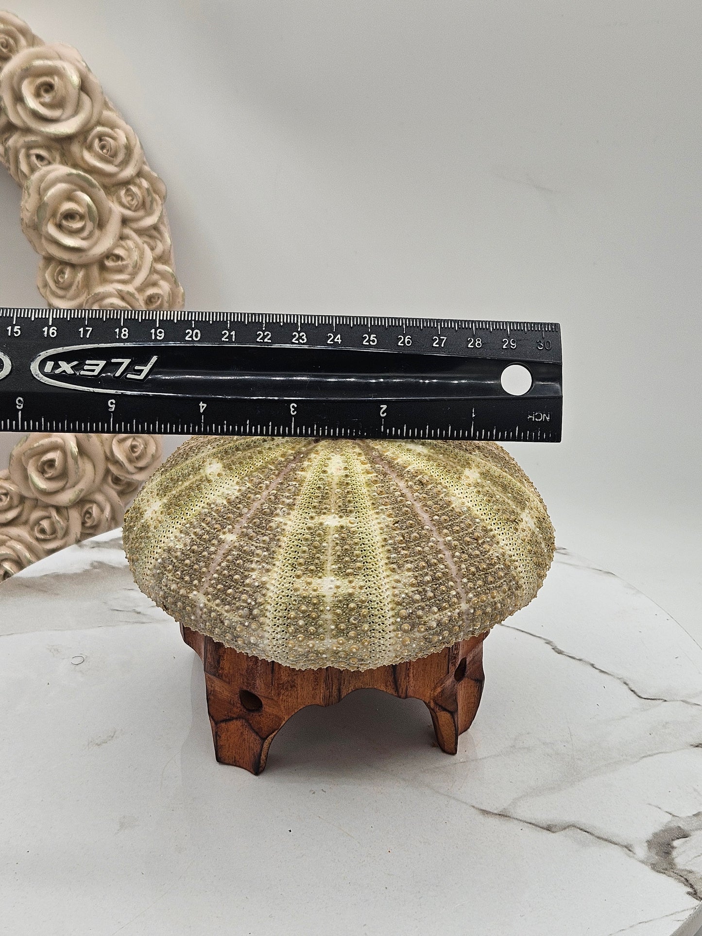 5" Giant Sea Urchin Mounted Coastal Ambient Lighting