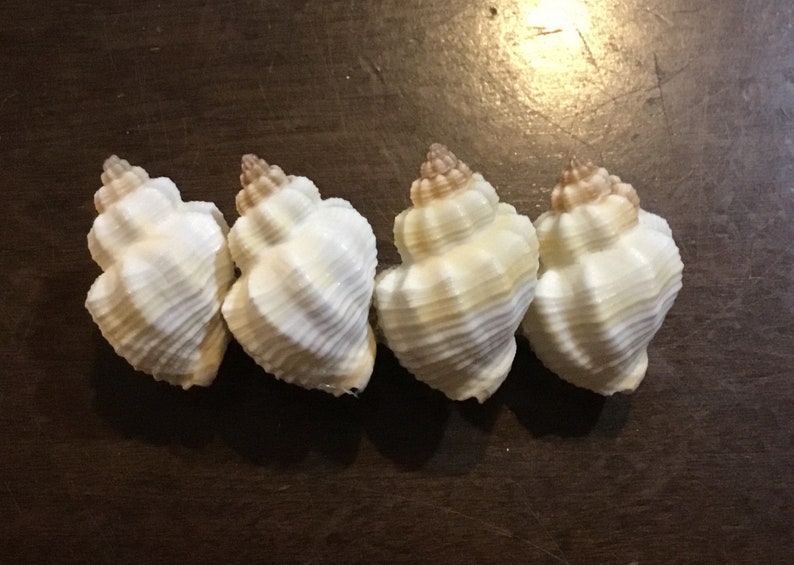 Seashell Hair Clip I Mermaid Hair Clips I Coastal Hair Clip I Seashell Hair Clip I Coastal Hair Accessories