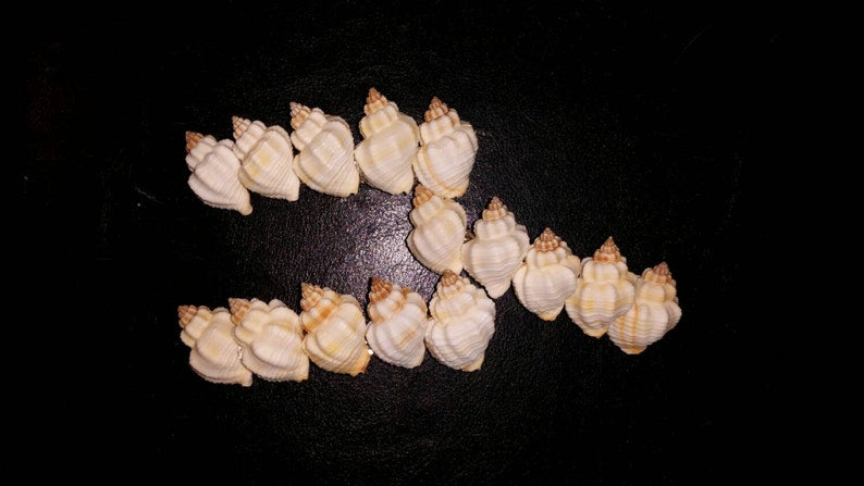 Seashell Hair Clip I Mermaid Hair Clips I Coastal Hair Clip I Seashell Hair Clip I Coastal Hair Accessories
