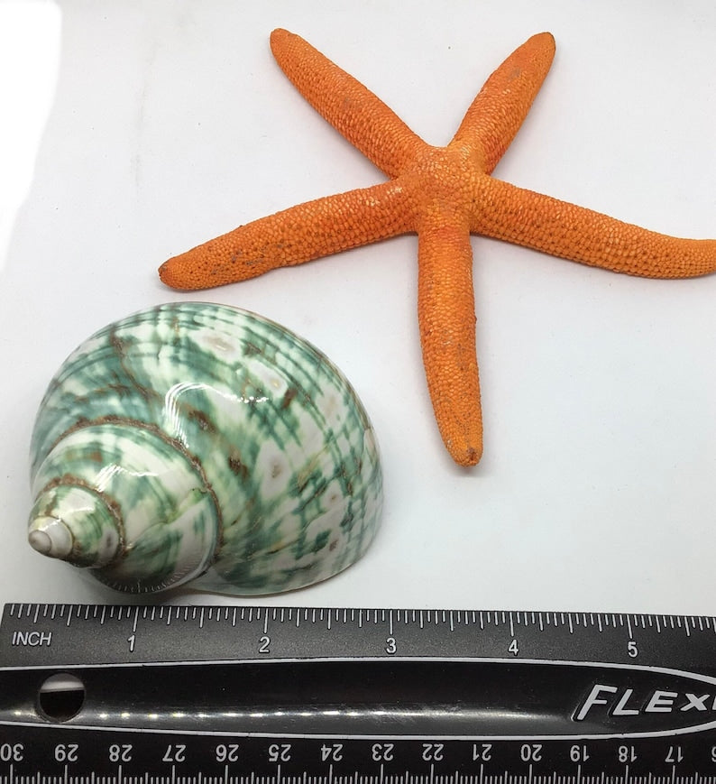 Jade Top Polished Turbo Shell I Turbo Seashell I Jade Turbo Polished Shells I Hermit Crab Shells
