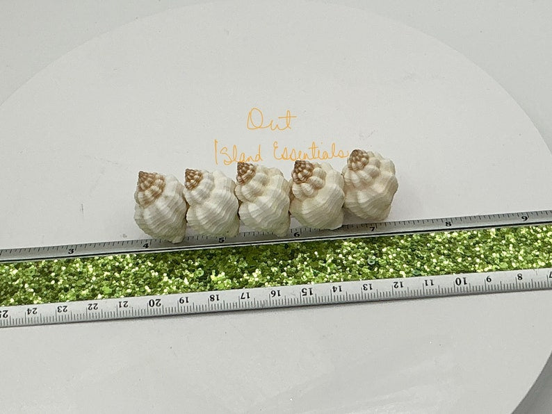 Seashell Hair Clip I Mermaid Hair Clips I Coastal Hair Clip I Seashell Hair Clip I Coastal Hair Accessories
