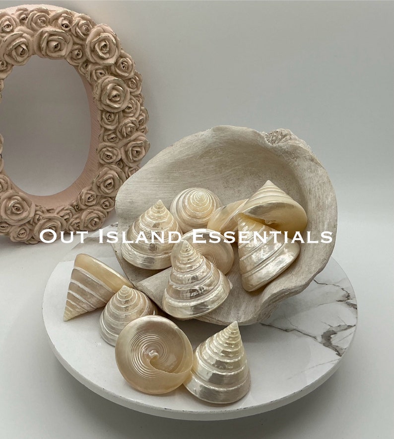 Pearlized Silver Troca I 2.5 Inches Silver Troca I Polished Shells I Stunning Collectible Seashells I Craft Shells I Silver Troca Shell