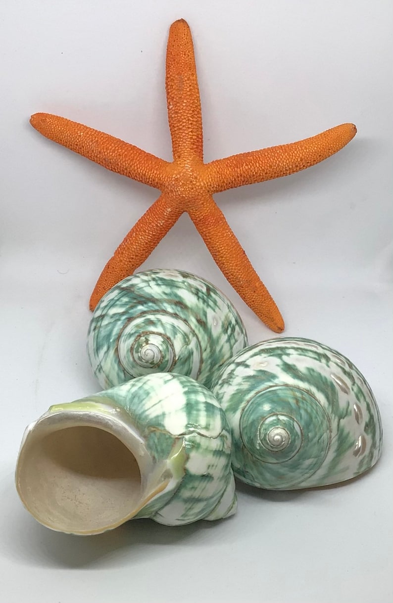 Jade Top Polished Turbo Shell I Turbo Seashell I Jade Turbo Polished Shells I Hermit Crab Shells
