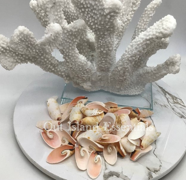 Strombus Lily Cut Shells I Sailor's Valentine I Craft Cut SeashellsI Pink Strombus Lily Cut ShellsI Pink Shells I 1-1.5+”