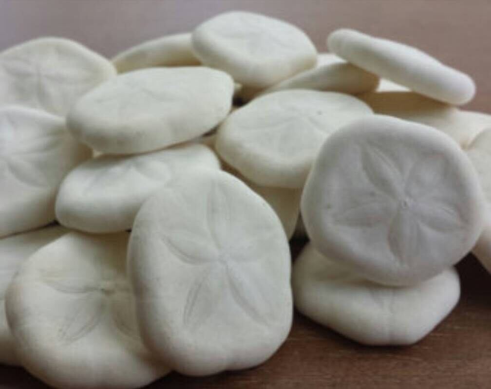Baby Sea Biscuit (10), Seabiscuit Shell , Seashells, Beach Wedding Shell, 1"-1.25" Sea Cookies, Baby Sea Cookies, Craft Shells