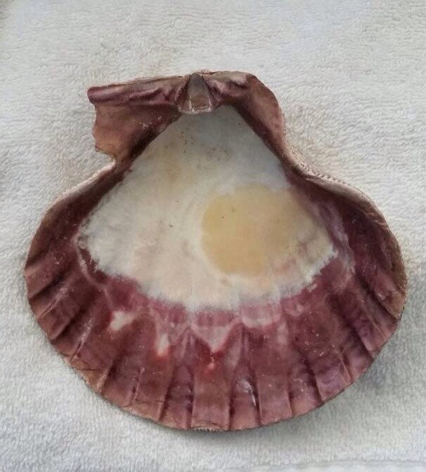 Natural Lion Paw Shell, Business Card Holder, Coastal Decor, Collector Shell, Nautical Decor
