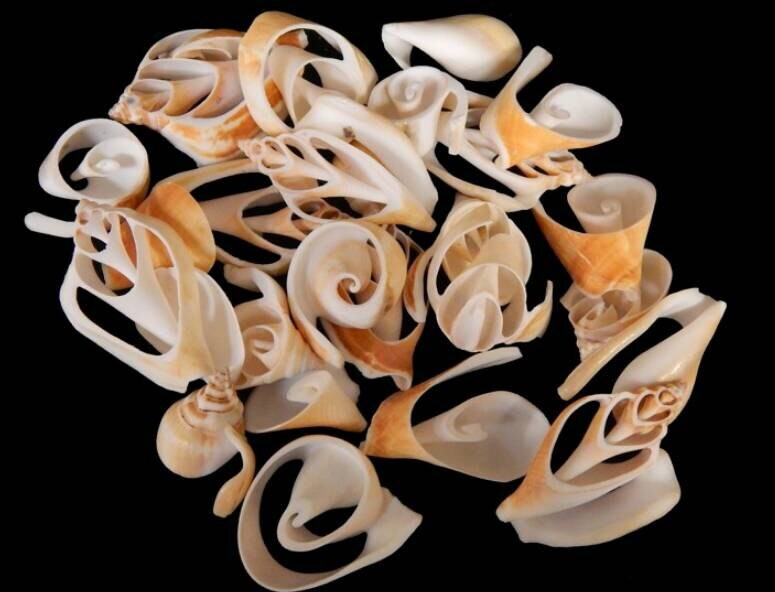 15-Pcs Multi Cut Canarium Craft Shells, Cut And Sliced Craft Shells, Sliced Seashells, Coastal Crafts