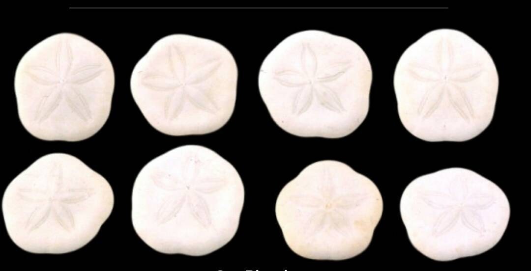 Baby Sea Biscuit (10), Seabiscuit Shell , Seashells, Beach Wedding Shell, 1"-1.25" Sea Cookies, Baby Sea Cookies, Craft Shells