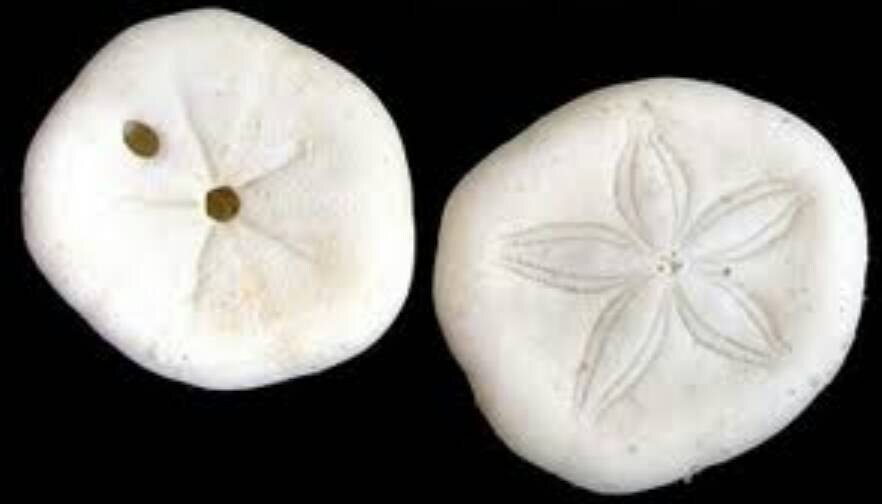 Baby Sea Biscuit (10), Seabiscuit Shell , Seashells, Beach Wedding Shell, 1"-1.25" Sea Cookies, Baby Sea Cookies, Craft Shells