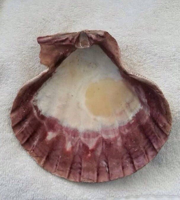 Natural Lion Paw Shell, Business Card Holder, Coastal Decor, Collector Shell, Nautical Decor