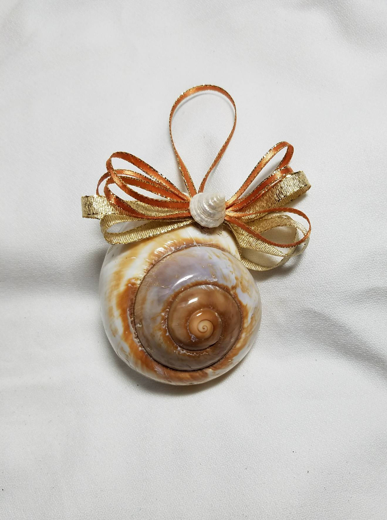 Mountain Snail Shell, Shell Ornaments, Christmas Ornament, Coastal Christmas Ornament, Seashell Christmas Ornament, Christmas Seashell