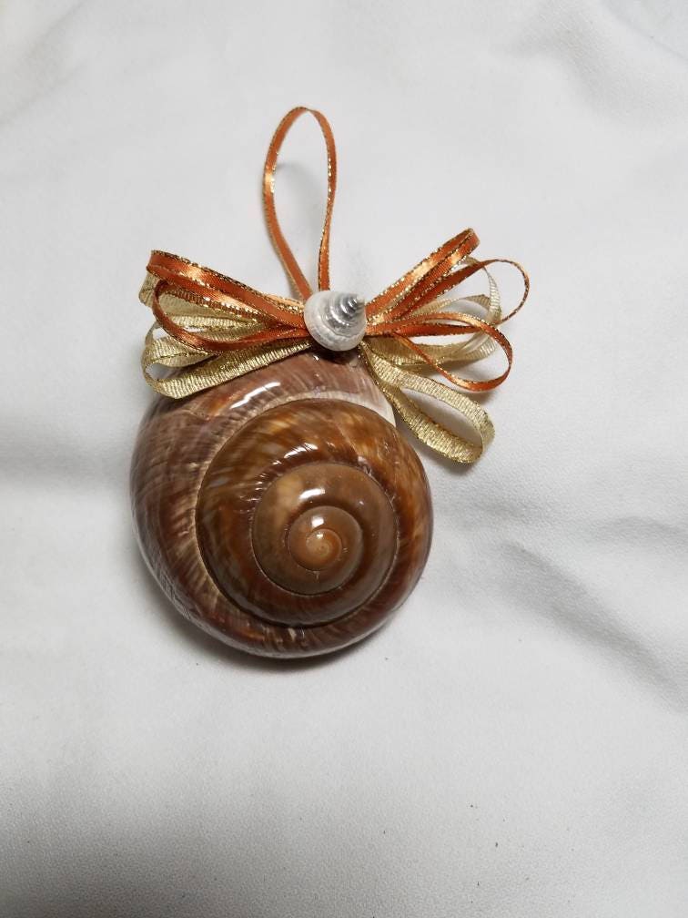 Mountain Snail Shell, Shell Ornaments, Christmas Ornament, Coastal Christmas Ornament, Seashell Christmas Ornament, Christmas Seashell