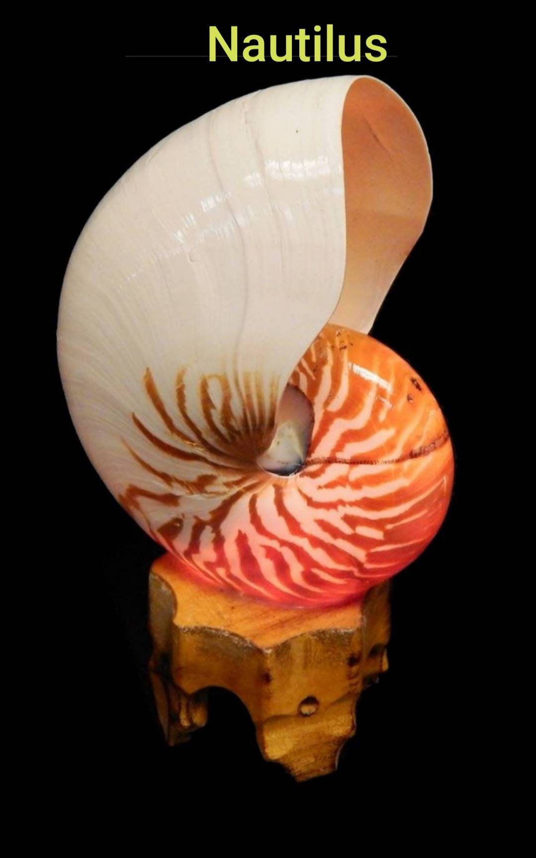 Nautilus Shell Light, Triton Shell Light, Coastal Seashell Lights, Murex Shell Lights