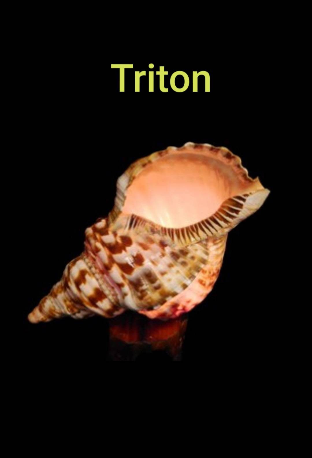 Nautilus Shell Light, Triton Shell Light, Coastal Seashell Lights, Murex Shell Lights