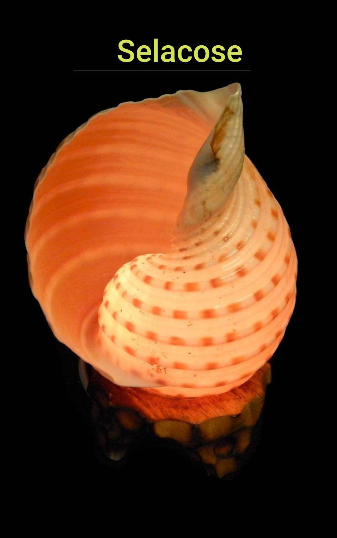 Nautilus Shell Light, Triton Shell Light, Coastal Seashell Lights, Murex Shell Lights