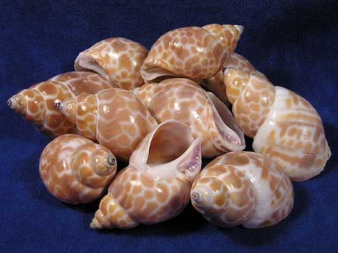 10 Pcs. Babylonia Japonica Or Spirata Seashells, Hermit Crab Seashells, 1.5"+