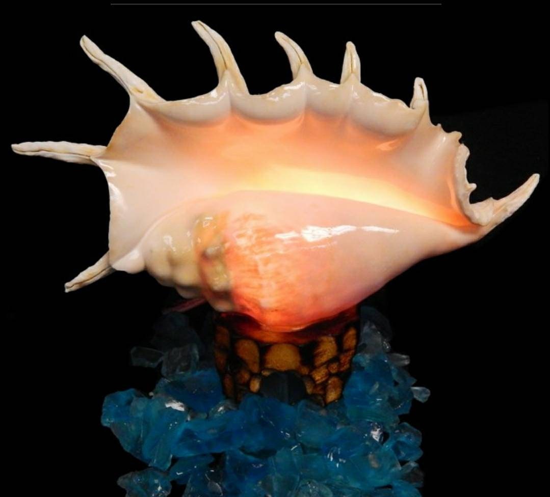 Nautilus Shell Light, Triton Shell Light, Coastal Seashell Lights, Murex Shell Lights