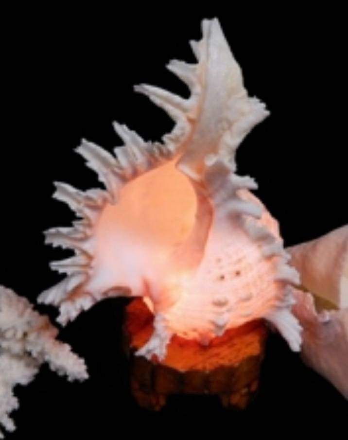 Nautilus Shell Light, Triton Shell Light, Coastal Seashell Lights, Murex Shell Lights