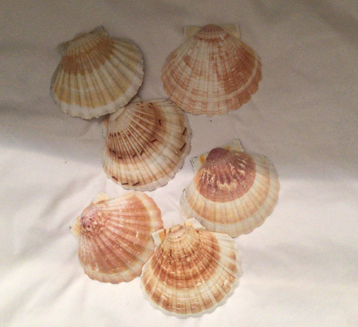 6 Pcs Irish Baking Clam | Semi-White Scallop Clam | 4 To 5" Scallop Clam | Beach Wedding Shells