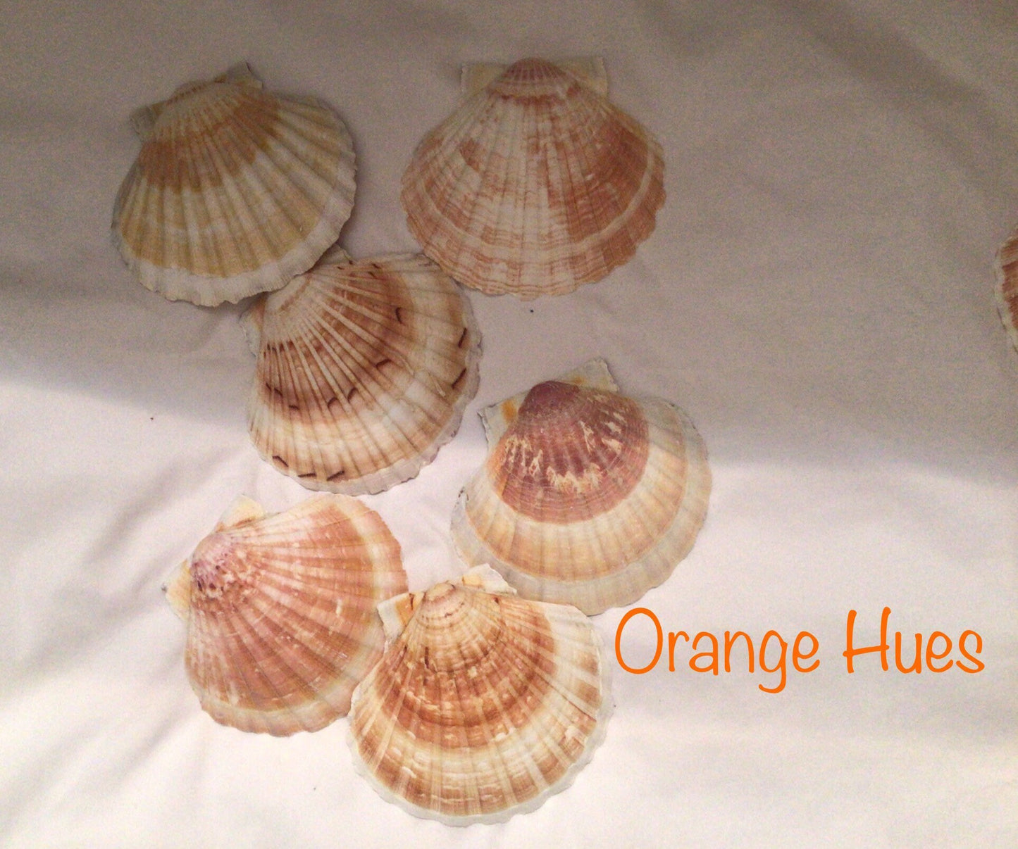 6 Pcs Irish Baking Clam | Semi-White Scallop Clam | 4 To 5" Scallop Clam | Beach Wedding Shells