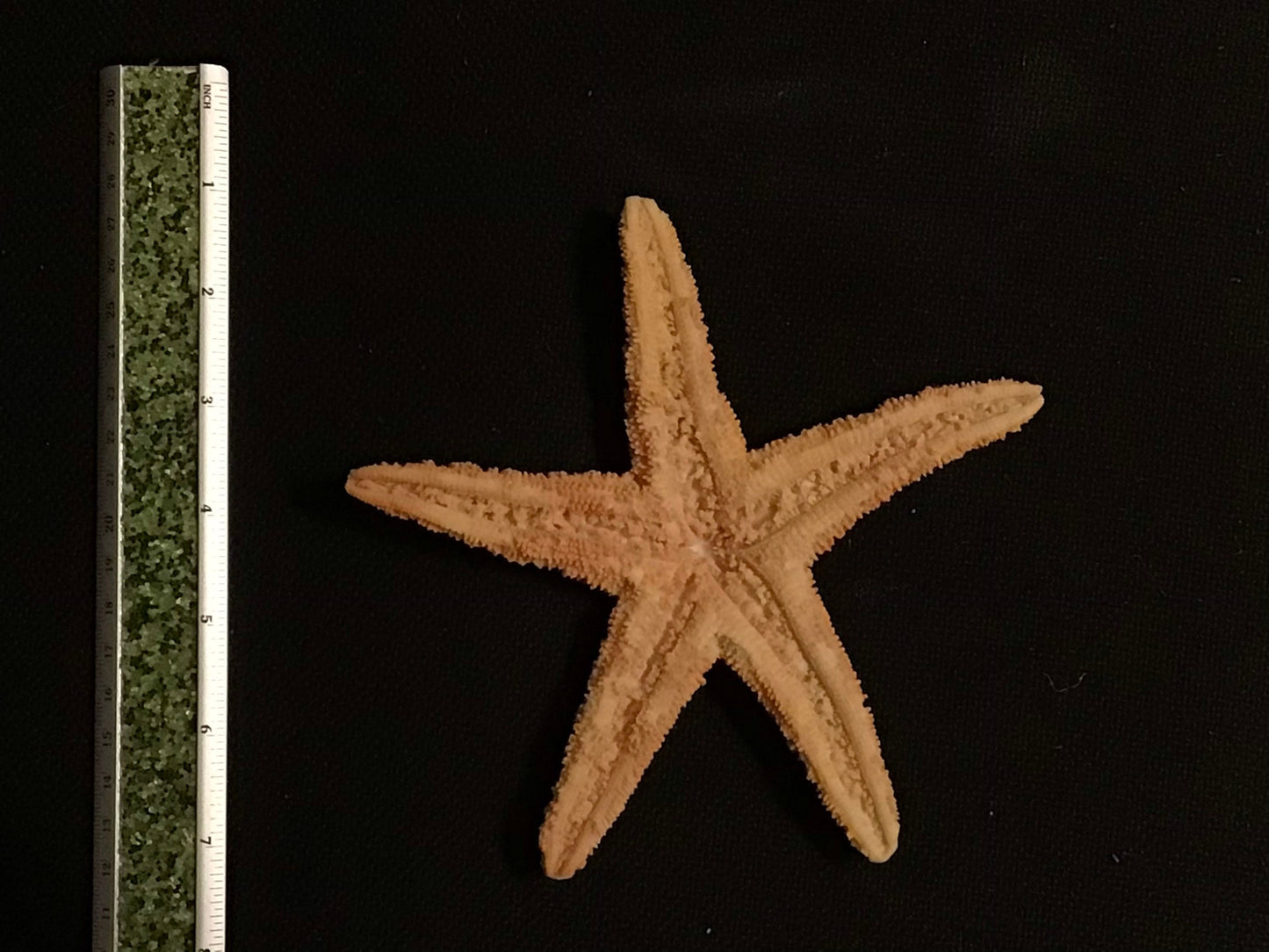 6.5” Resin Sugar Starfish I Faux Starfish I Large Starfish I Bahamas Sugar Starfish I Coastal Decor I Faux Coastal Decor