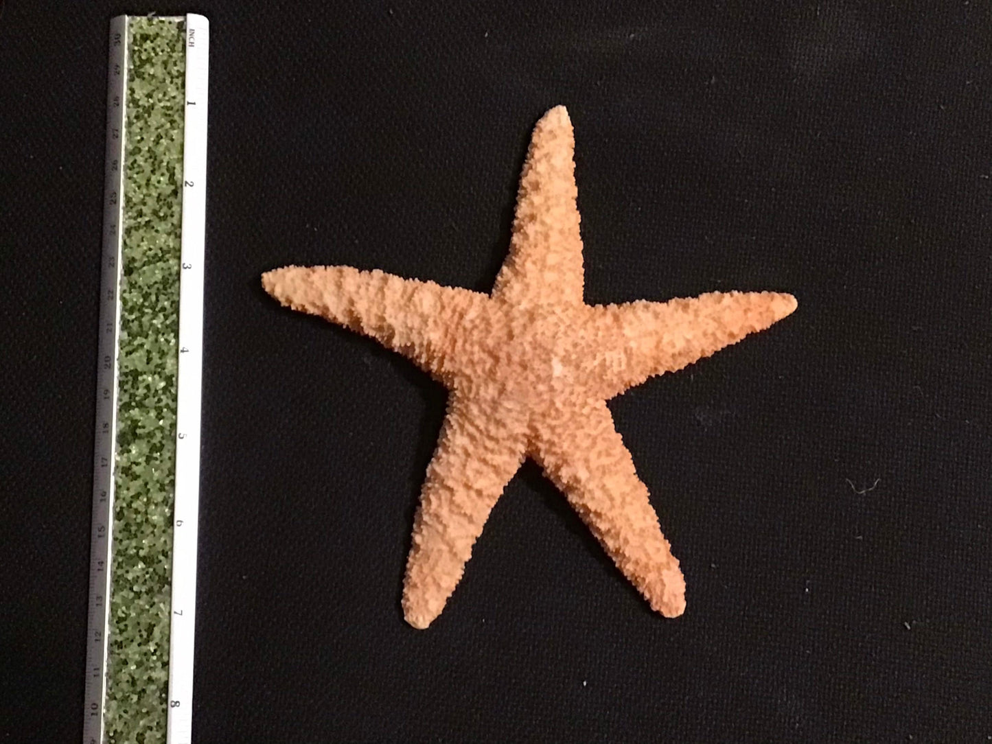 6.5” Resin Sugar Starfish I Faux Starfish I Large Starfish I Bahamas Sugar Starfish I Coastal Decor I Faux Coastal Decor