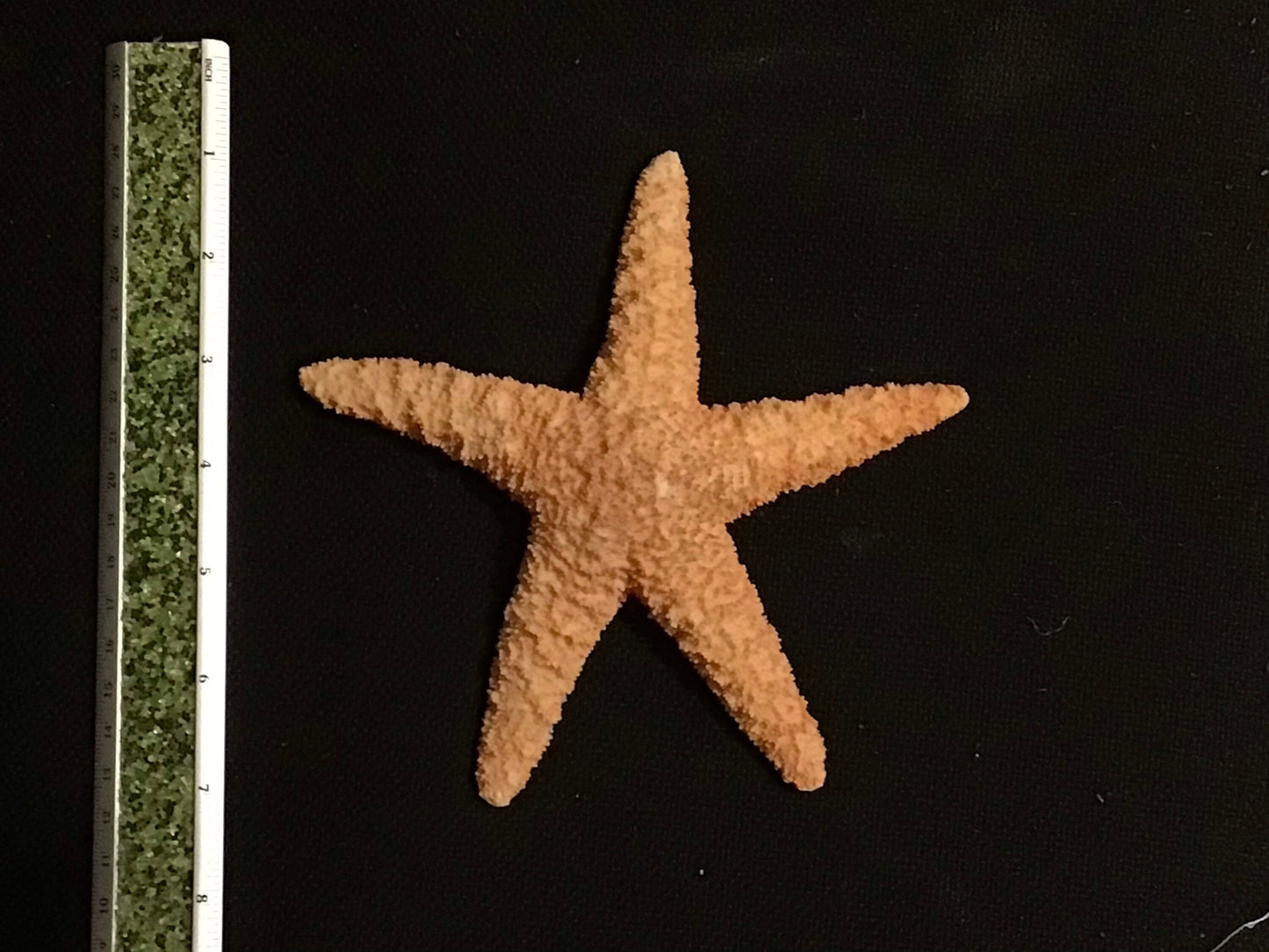 6.5” Resin Sugar Starfish I Faux Starfish I Large Starfish I Bahamas Sugar Starfish I Coastal Decor I Faux Coastal Decor