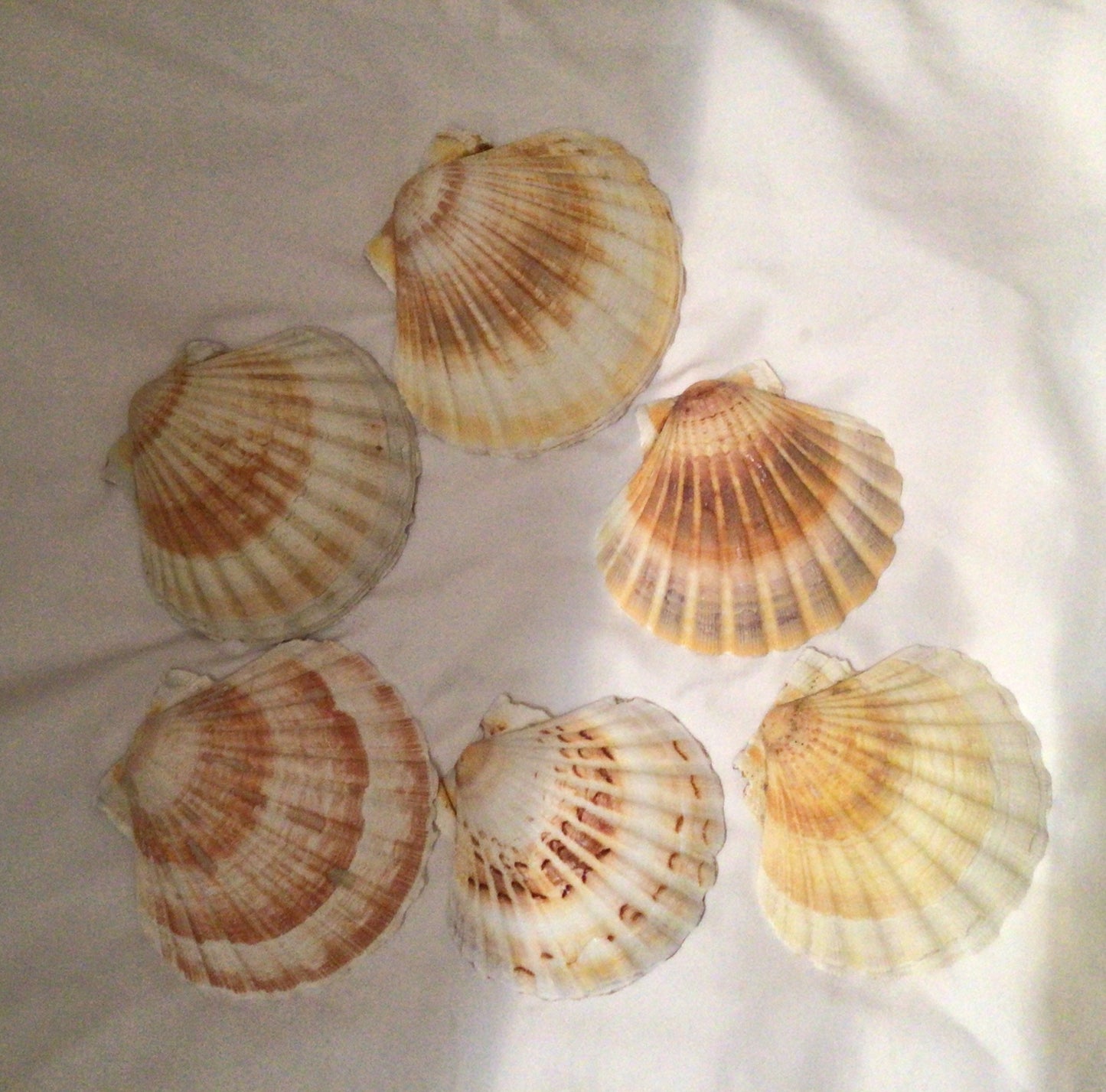 6 Pcs Irish Baking Clam | Semi-White Scallop Clam | 4 To 5" Scallop Clam | Beach Wedding Shells