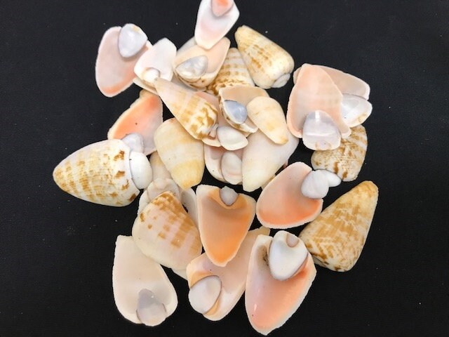 20-Pcs 3/4 Cut Strawberry Seashells, Craft Shells, Cut Sliced Shells, Luhuanus Shells