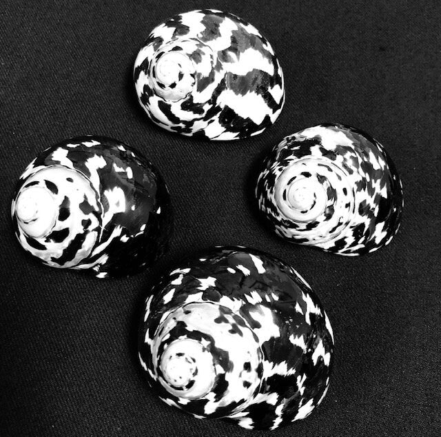 Polished Mag Pie Seashell I Black and White Polished Shells I Mag Pie Sea Shells I Mag Pie Or Arapica Shell I Approx. 2" + Hermit Crab Shell