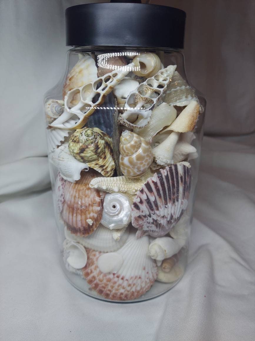 OOAK Coastal Seashell Lamp, Real Seashells Decor Light, Coastal Cottage Lighting