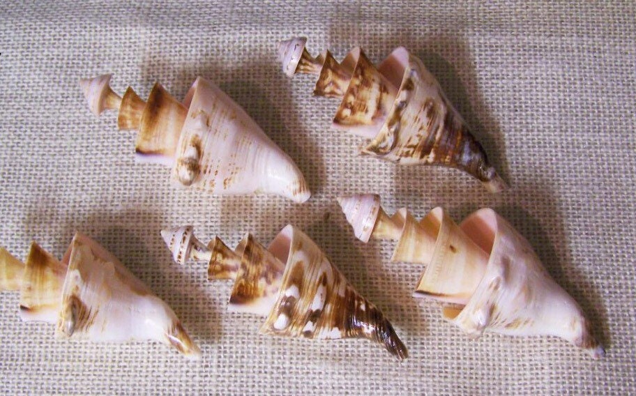 2 Pcs. Spiral Lambis Seashells I Sliced Craft Shells, Craft Shells, Cut Shells