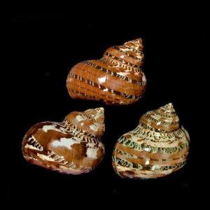 Turbo Petholatus Snakeskin Shell I Turbo Seashell I Turbo Petholatus Shells I Approximately 1.5-2.5" Hermit Crab Shells