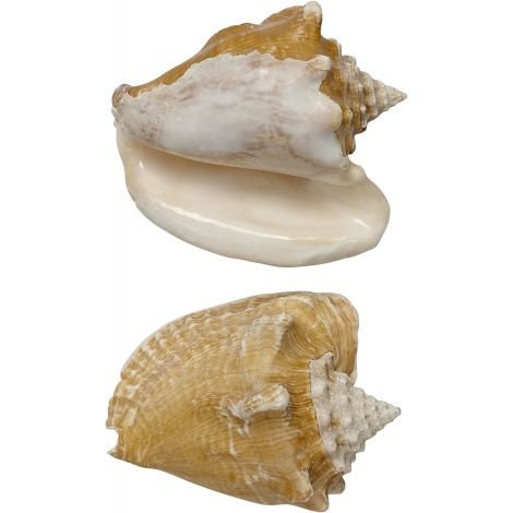 Small Conch Shell I Hawk Wing Conch I Fighting Conch I Milk Conch I