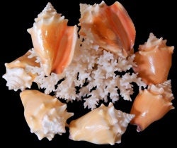 Small Conch Shell I Hawk Wing Conch I Fighting Conch I Milk Conch I