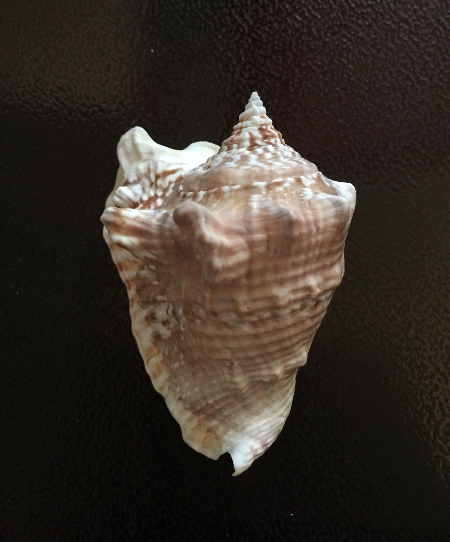 Small Conch Shell I Hawk Wing Conch I Fighting Conch I Milk Conch I