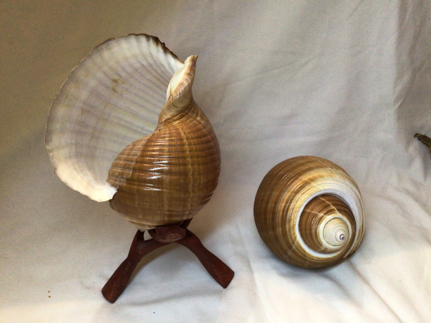 Large Wood Display Stand I Large Wooden Display Stand I Conch Shell Display Stand I Seashell Display Stand