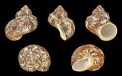 Turbo Petholatus Snakeskin Shell I Turbo Seashell I Turbo Petholatus Shells I Approximately 1.5-2.5" Hermit Crab Shells