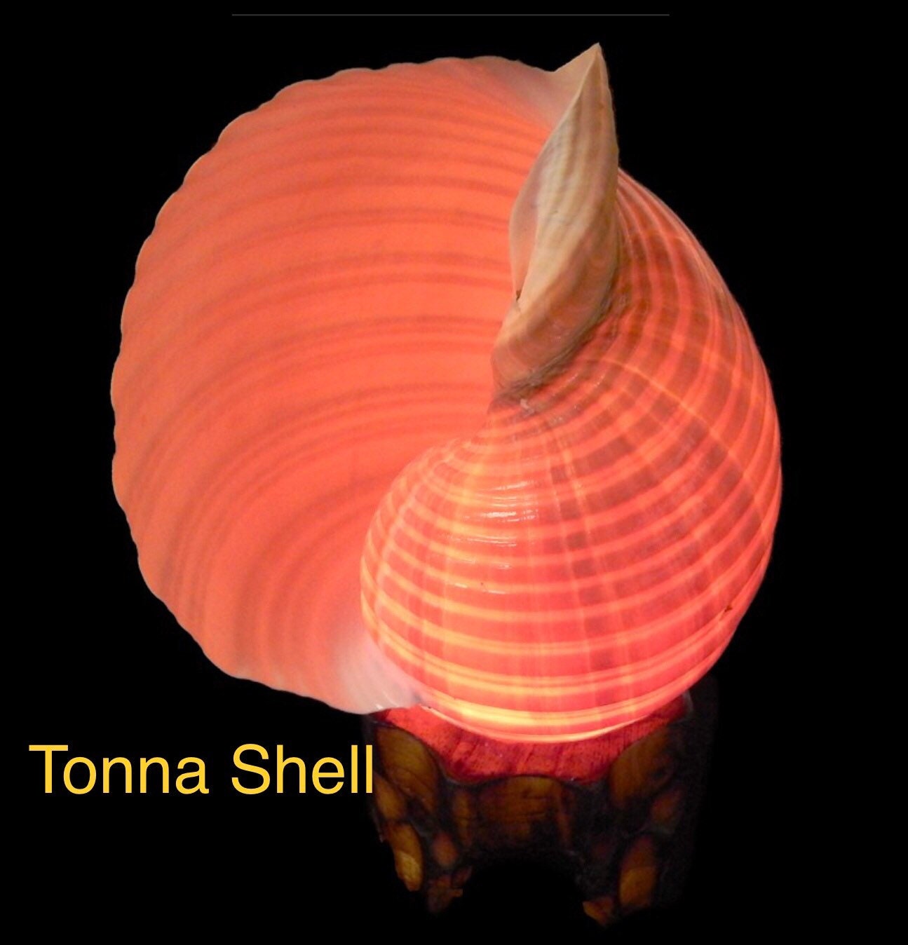Nautilus Shell Light, Triton Shell Light, Coastal Seashell Lights, Murex Shell Lights