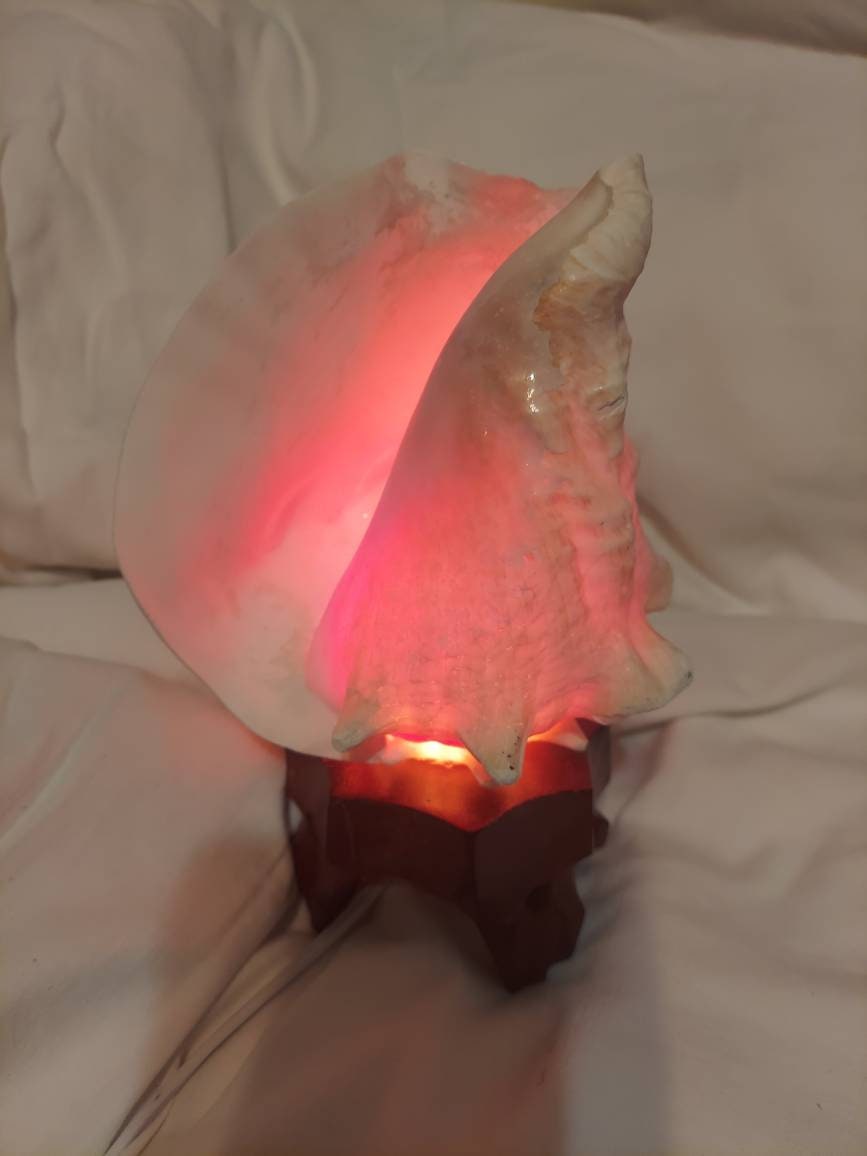 Nautilus Shell Light, Triton Shell Light, Coastal Seashell Lights, Murex Shell Lights