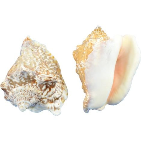 Small Conch Shell I Hawk Wing Conch I Fighting Conch I Milk Conch I