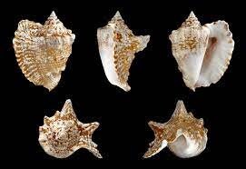Small Conch Shell I Hawk Wing Conch I Fighting Conch I Milk Conch I