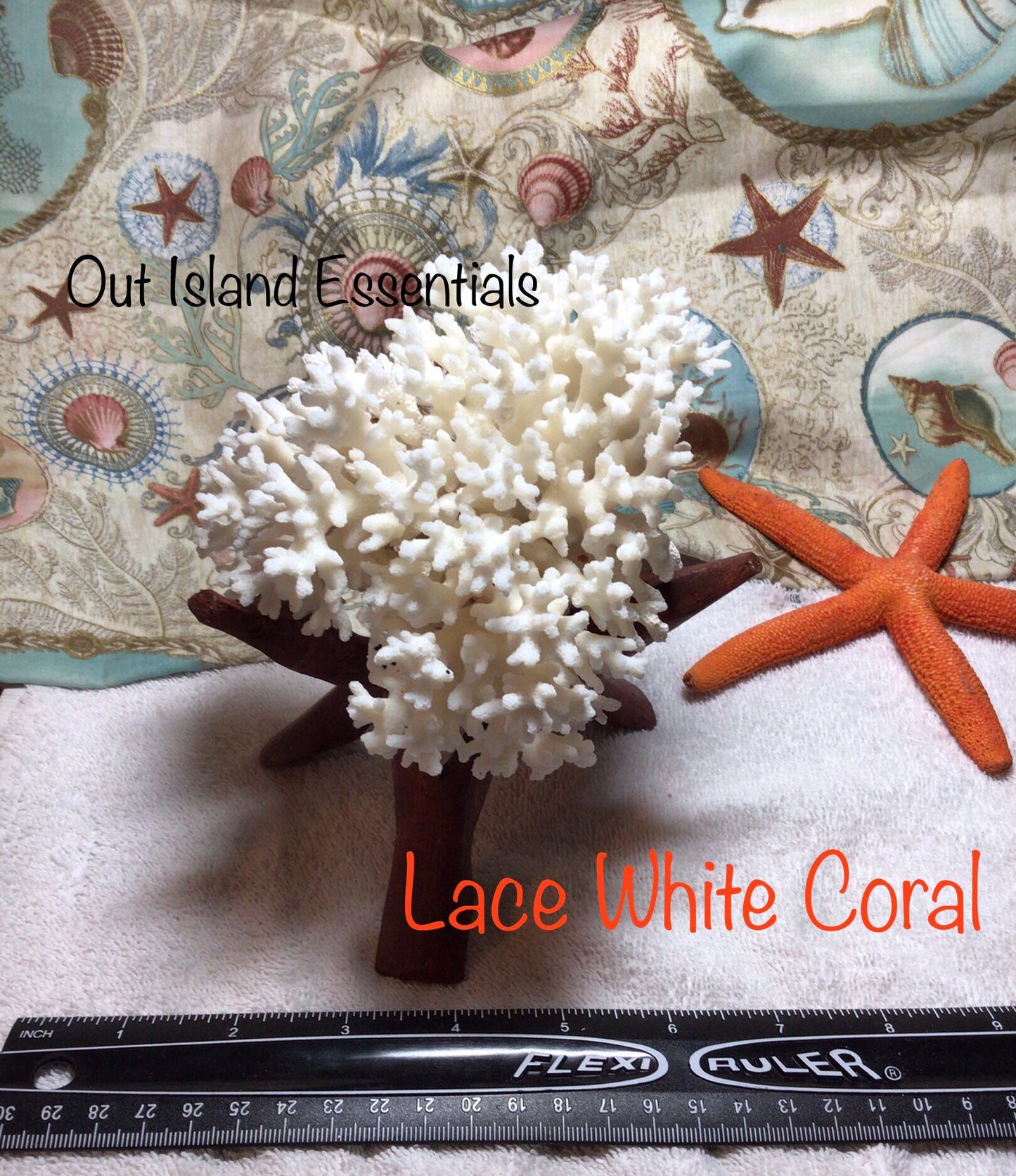 Large Wood Display Stand I Large Wooden Display Stand I Conch Shell Display Stand I Seashell Display Stand