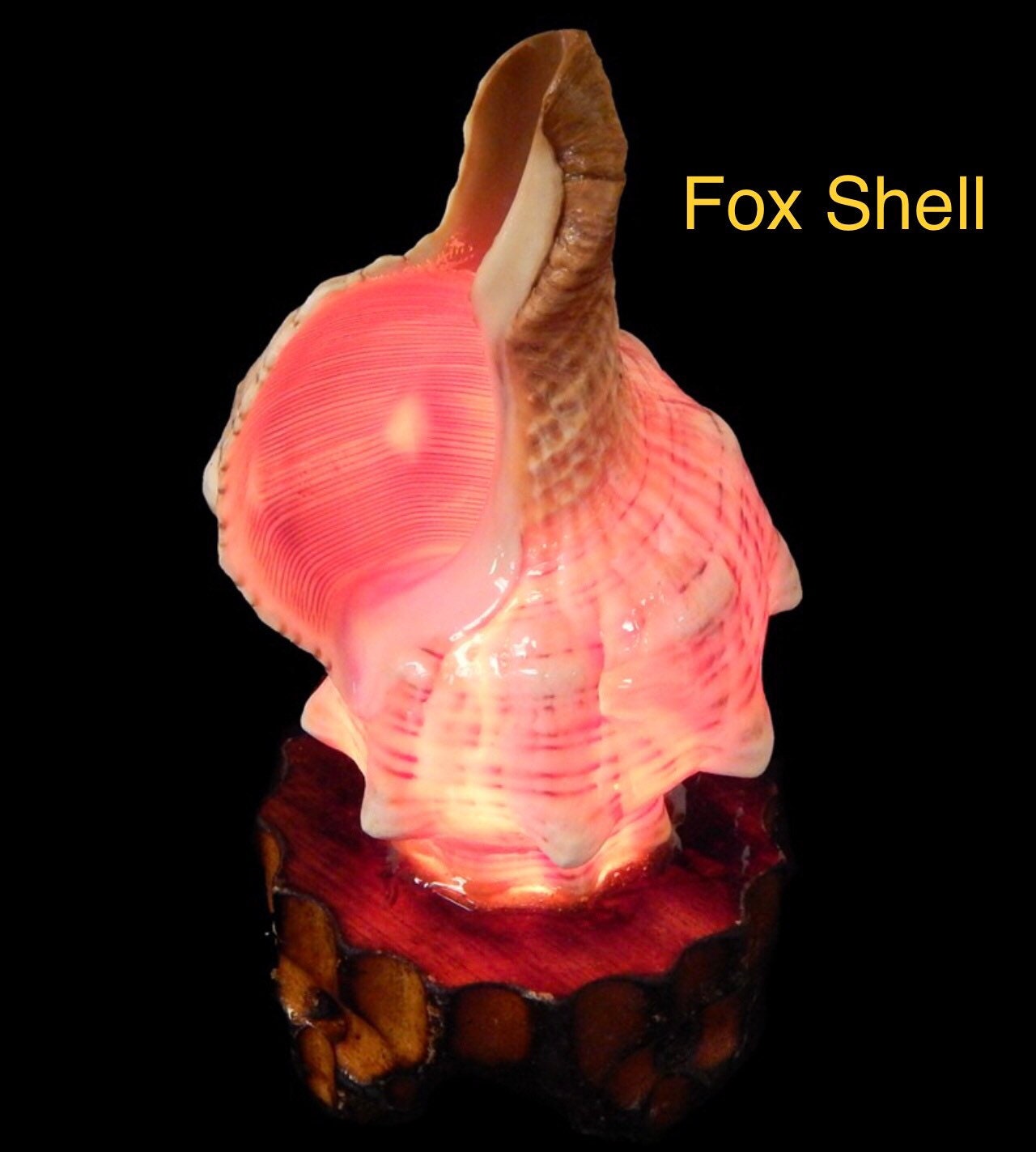 Nautilus Shell Light, Triton Shell Light, Coastal Seashell Lights, Murex Shell Lights