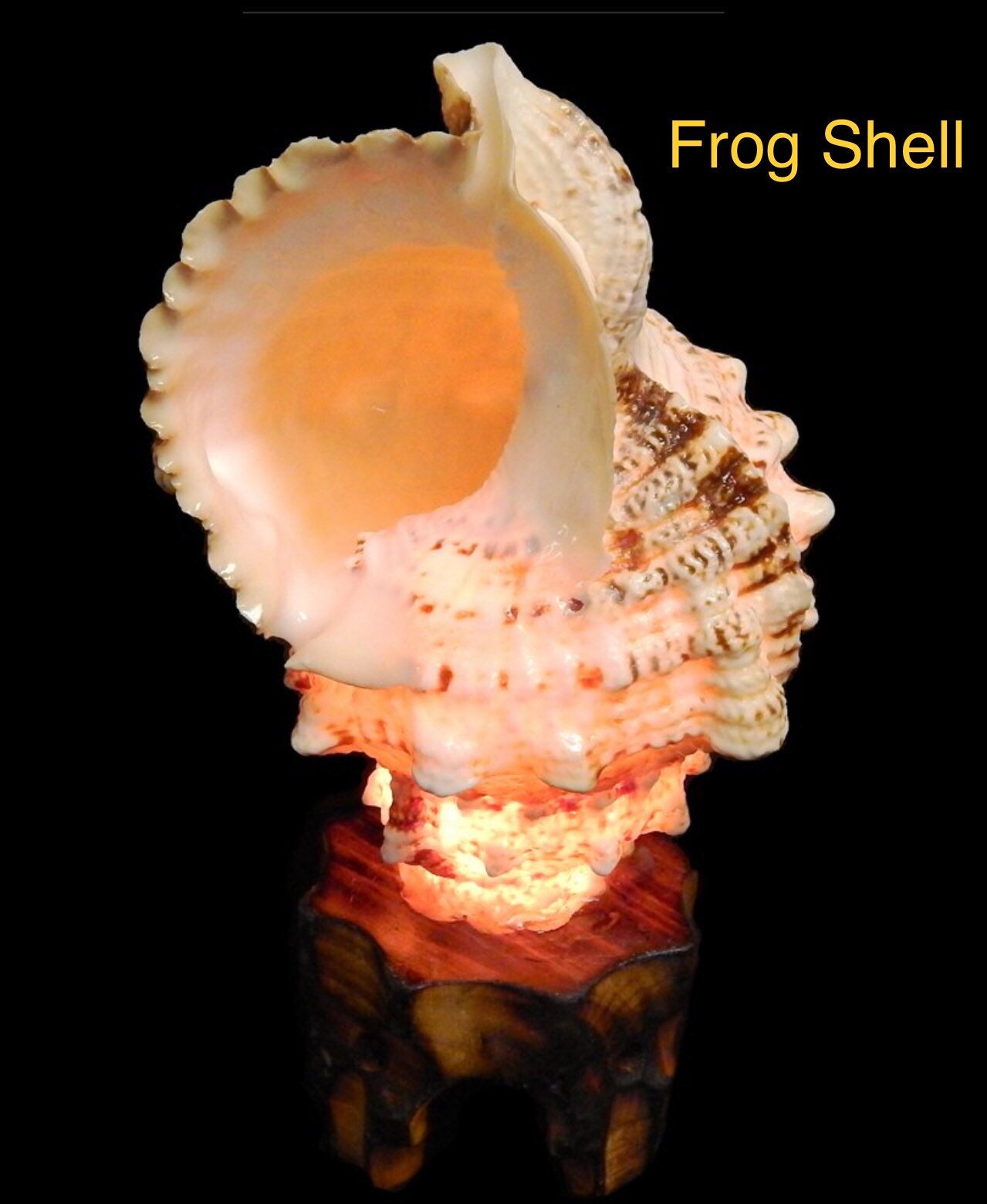 Nautilus Shell Light, Triton Shell Light, Coastal Seashell Lights, Murex Shell Lights
